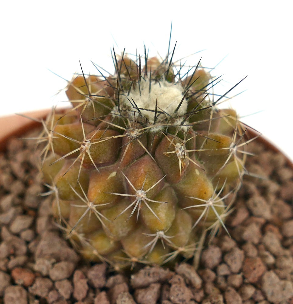 Copiapoa continua kleine sukkulente Kaktee mit dichten Stacheln und wolligem Zentrum im Topf