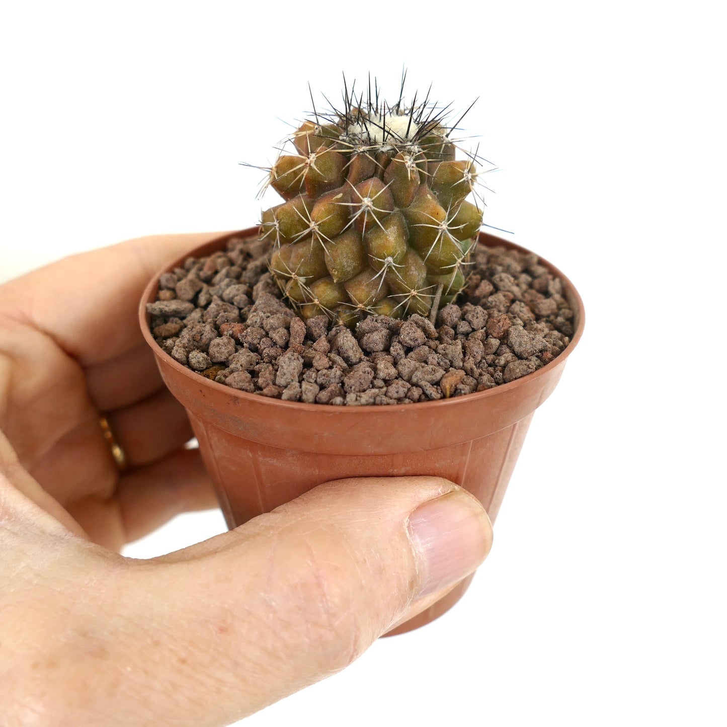 Kleine Copiapoa continua Sukkulente mit dichten Stacheln in einem braunen Topf, der von einer Hand gehalten wird
