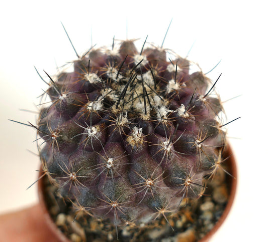 Copiapoa continua rare dark purple cactus with long black spines and white areoles