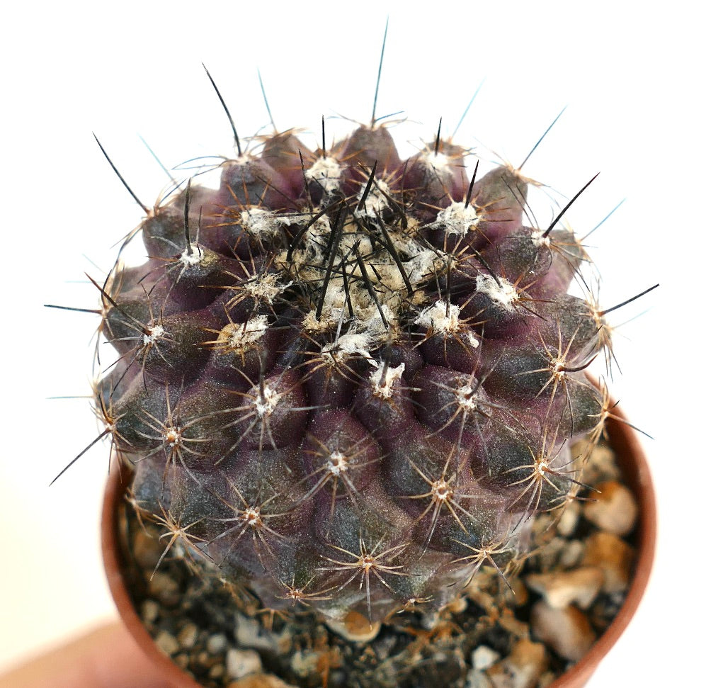 Copiapoa continua rare dark purple succulent cactus with sharp black spines in pot
