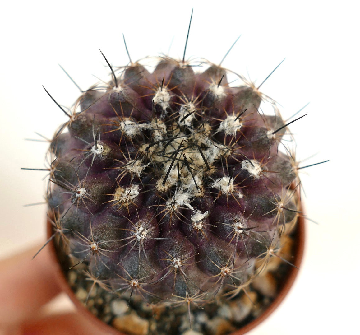 Copiapoa continua rare dark purple succulent cactus with long black spines in pot