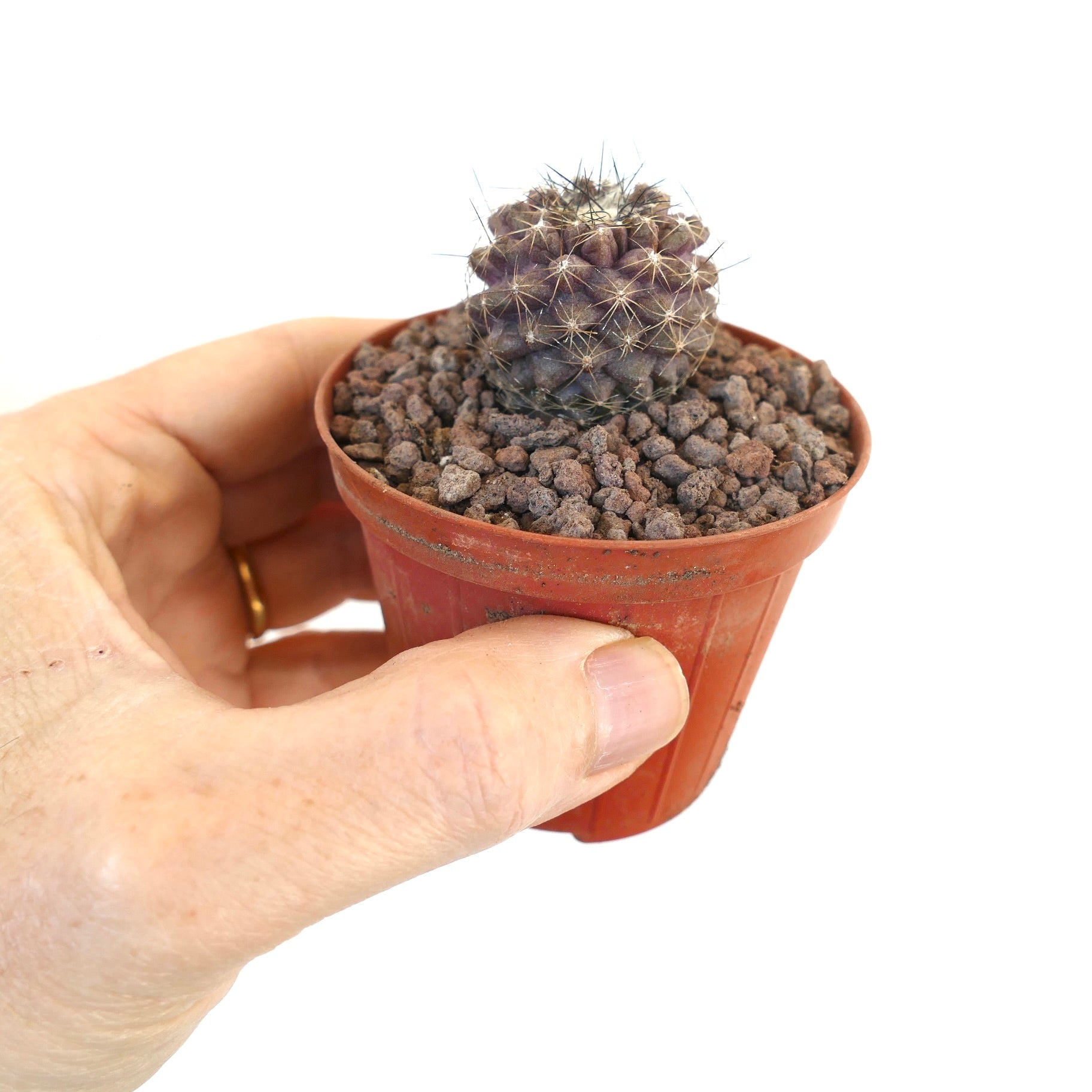 Copiapoa continua liten rund kaktus med tette pigger i en rød potte holdt i hånden