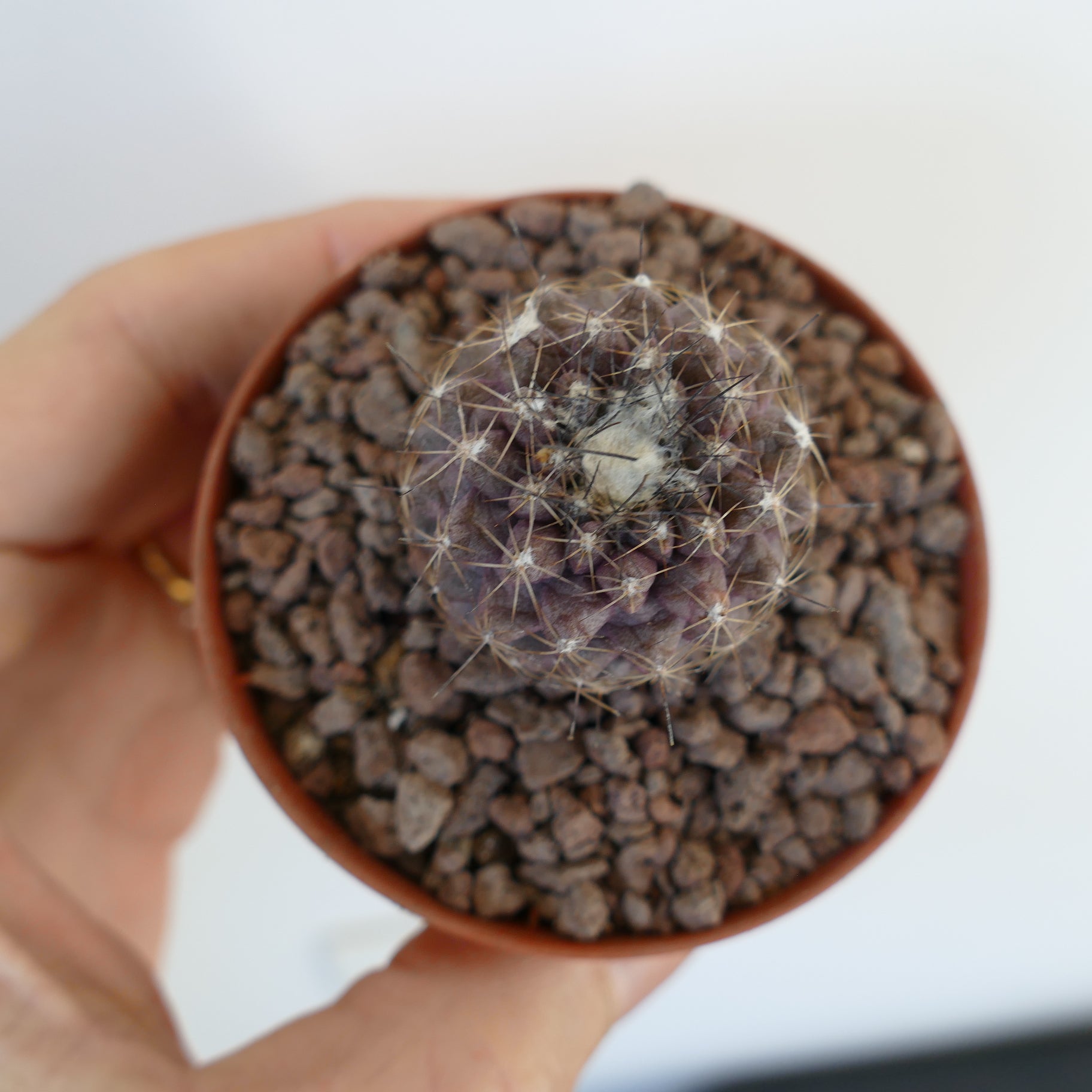 Copiapoa continua liten lilla kaktus med hvite pigger og ullent senter i potte