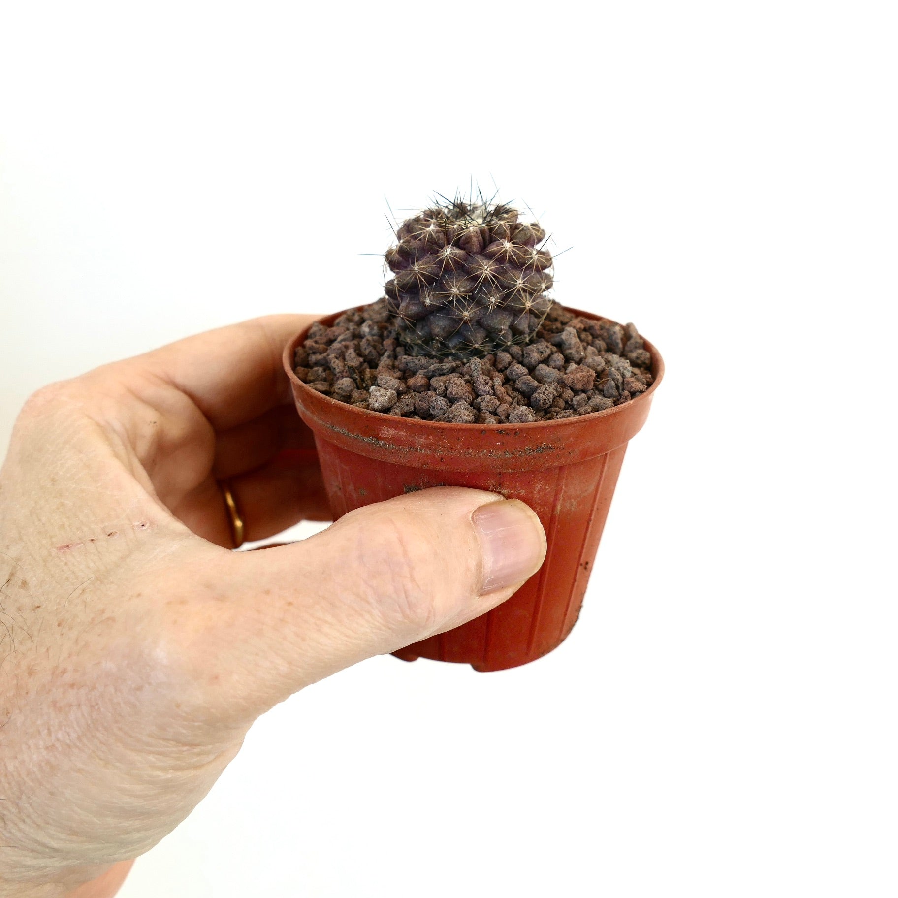 Copiapoa continua liten mørk lilla sukkulent kaktus med fine torner i en rød potte