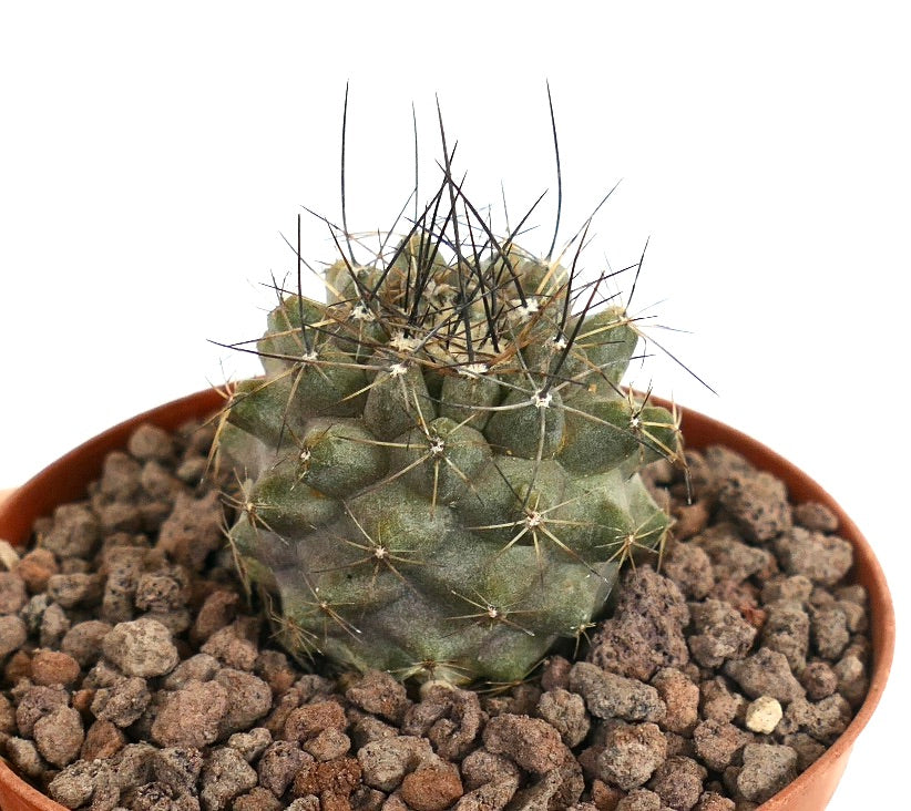 Copiapoa continua small succulent cactus with dense long black spines in pot