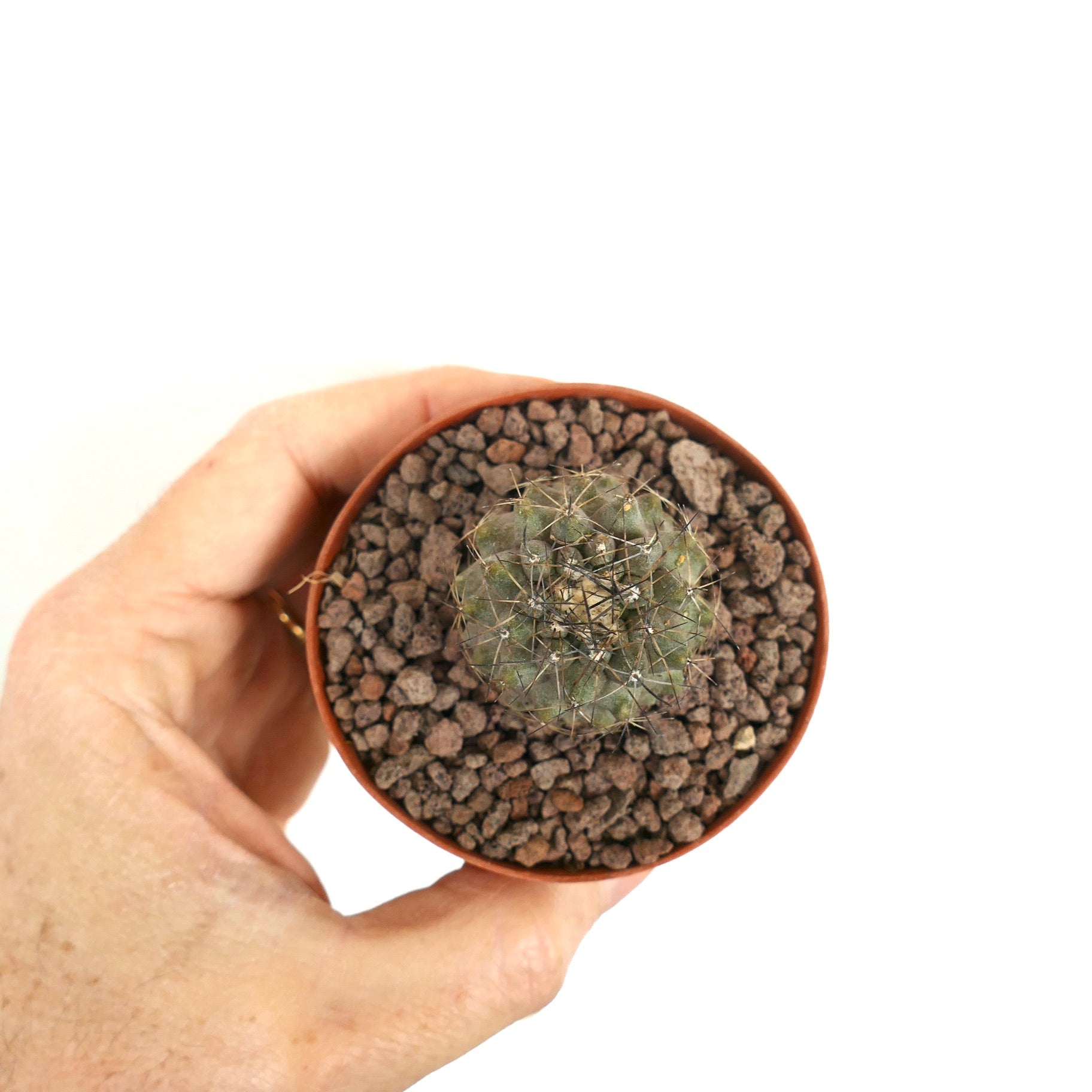 Copiapoa continua small succulent cactus with long thin spines in terracotta pot