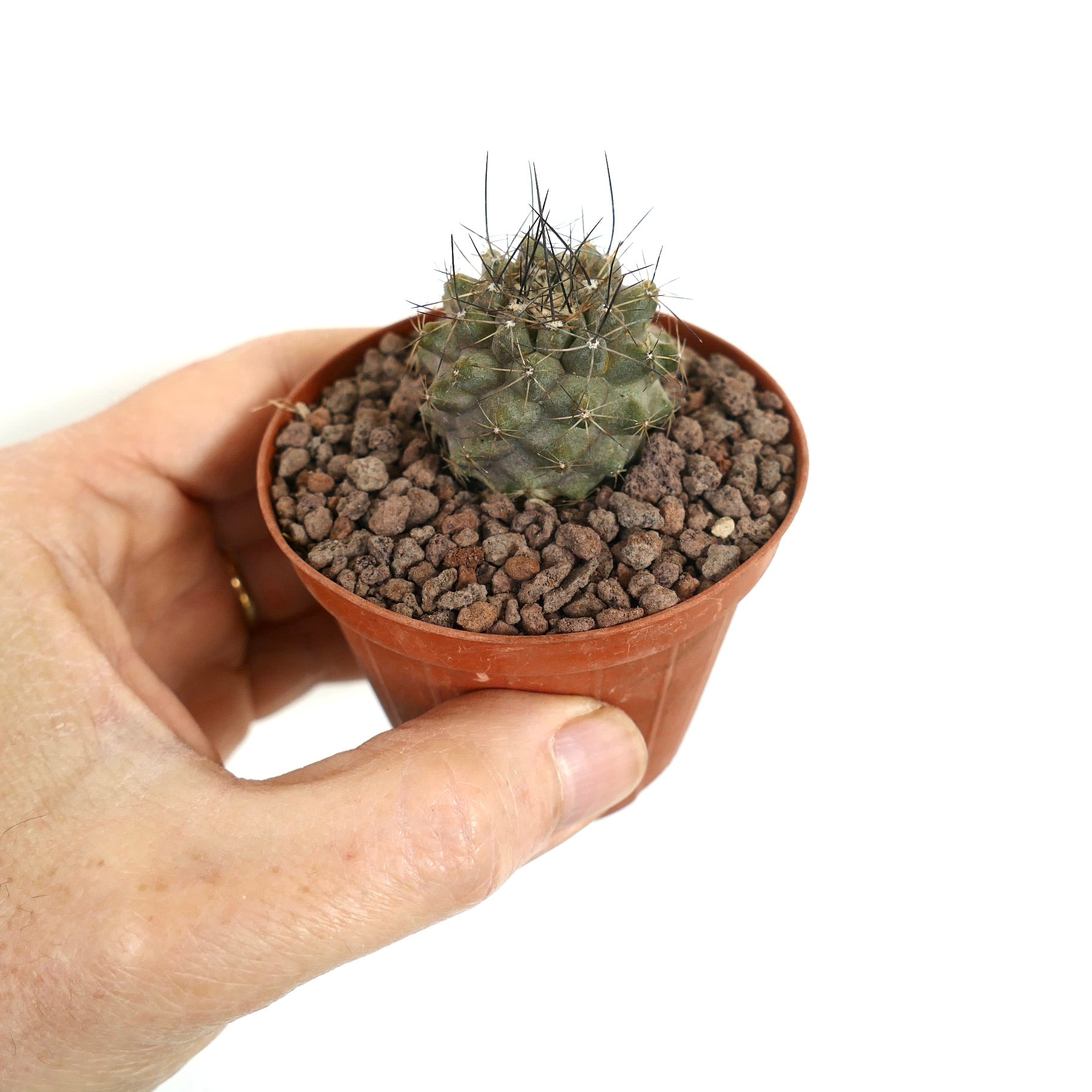 Copiapoa continua small succulent cactus with long black spines in terracotta pot