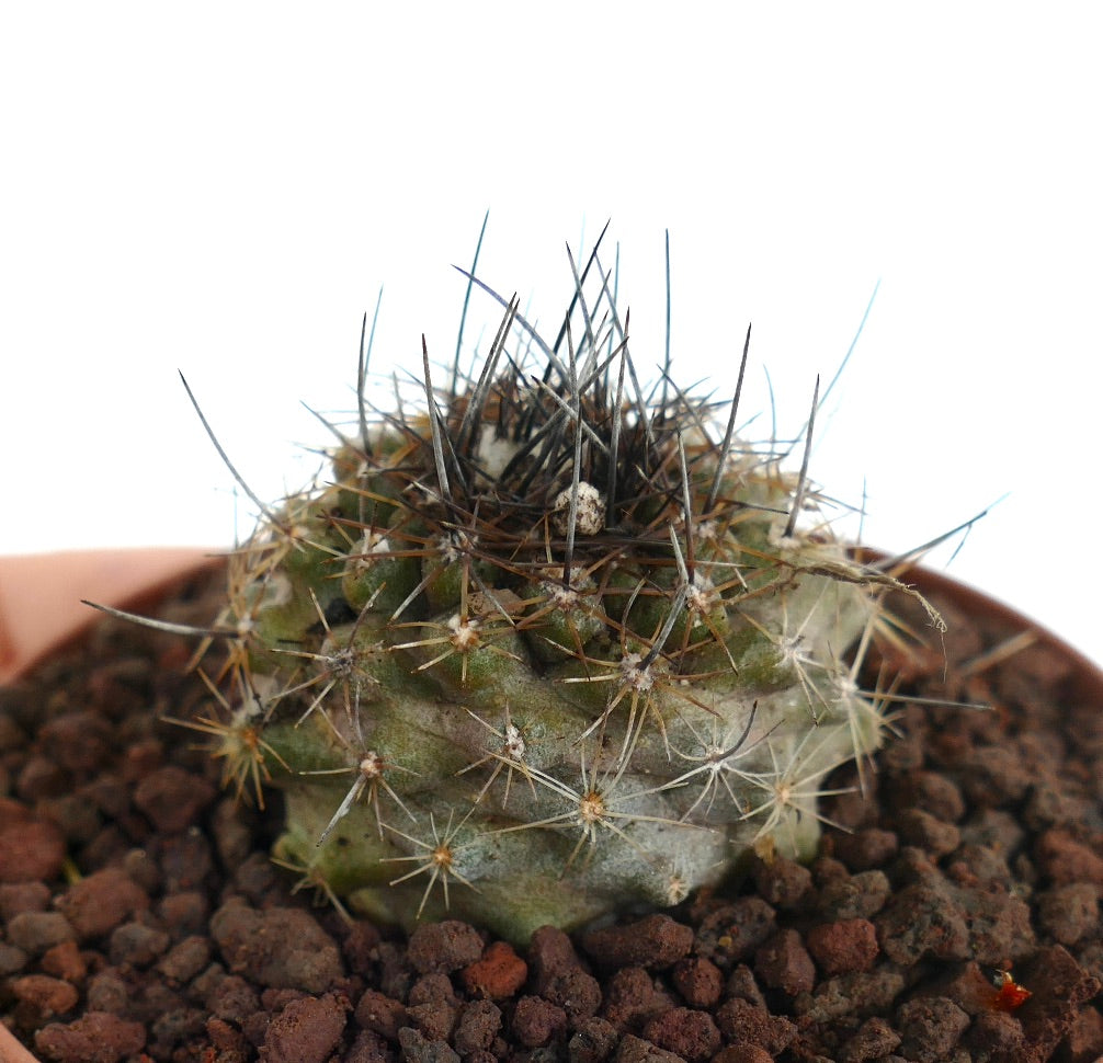 Copiapoa continua X atacamensis kleiner Sukkulenten-Kaktus mit dichten, scharfen Stacheln und strukturiertem grünem Körper
