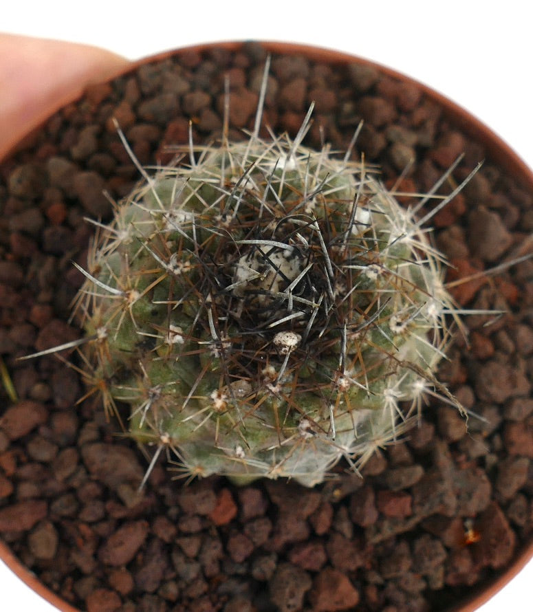 Copiapoa continua X atacamensis kleine runde Kaktee mit dichten Stacheln und grünem Körper