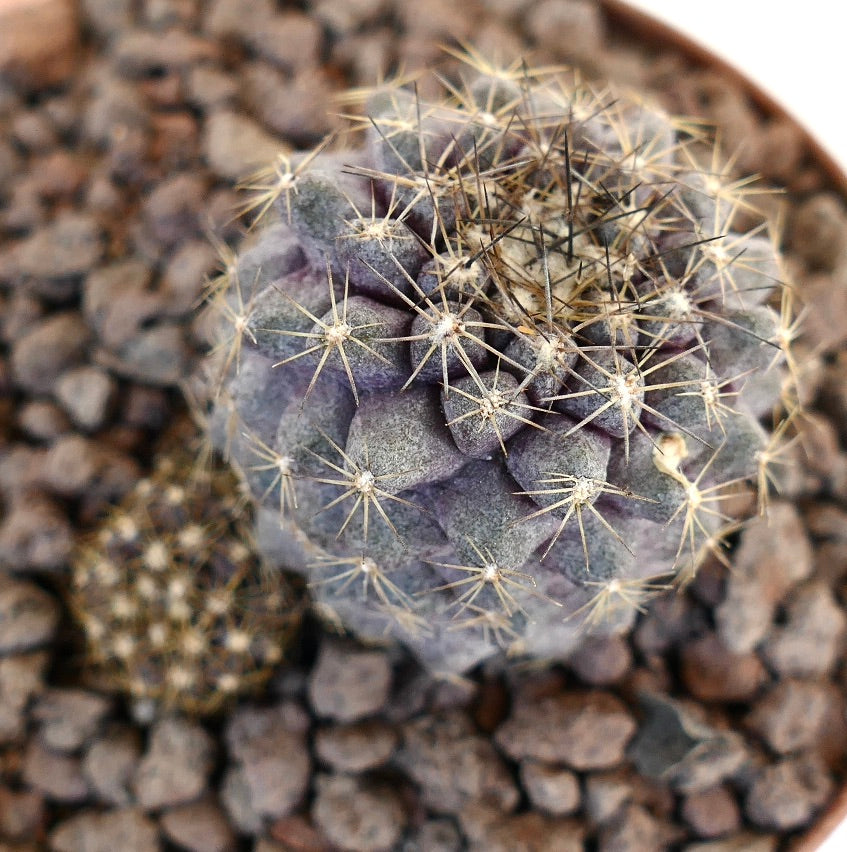 Copiapoa continua raro cactus succulento viola con spine gialle appuntite in terreno roccioso