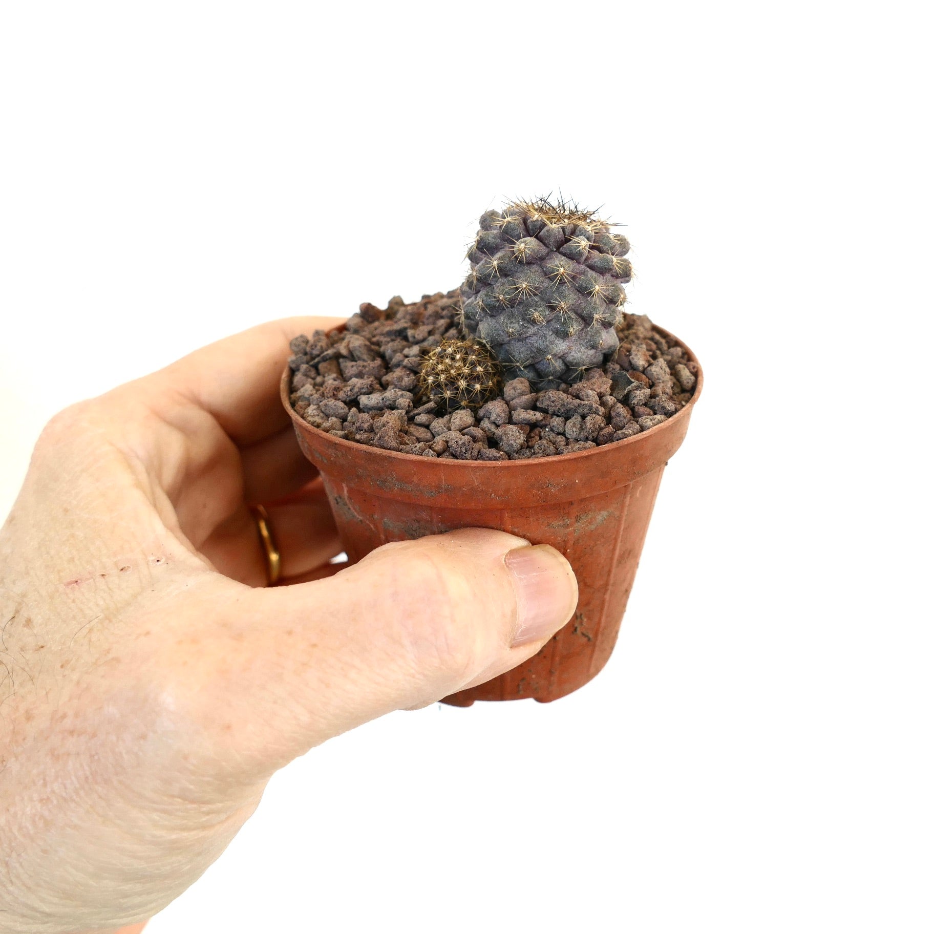 Piccolo cactus Copiapoa continua di colore viola scuro con spine dorate in vaso di terracotta