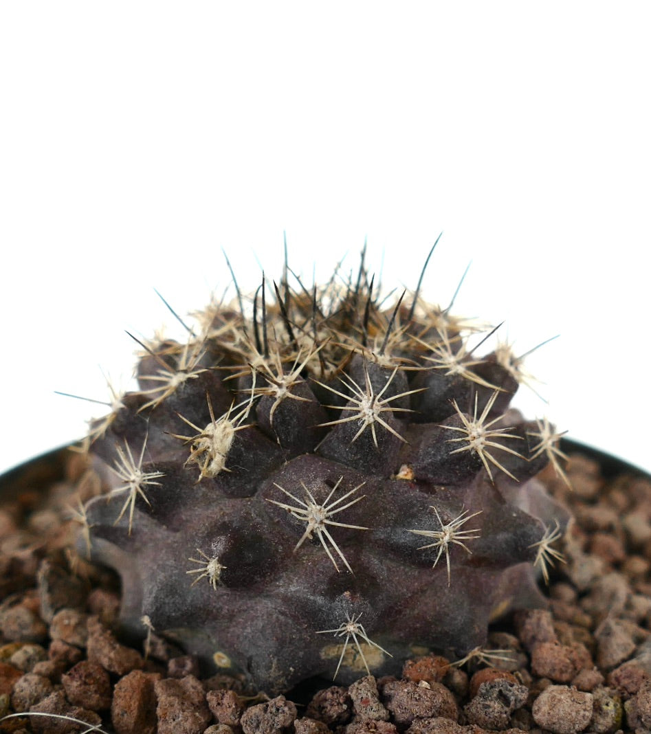 Copiapoa continua x Copiapoa atacamensis seltener dunkelvioletter Sukkulenten-Kaktus mit scharfen Dornen
