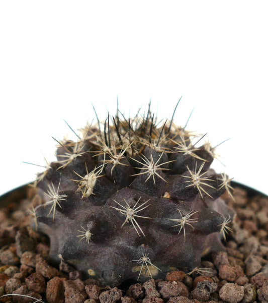 Copiapoa continua x Copiapoa atacamensis seltener dunkelvioletter Sukkulenten-Kaktus mit scharfen Dornen