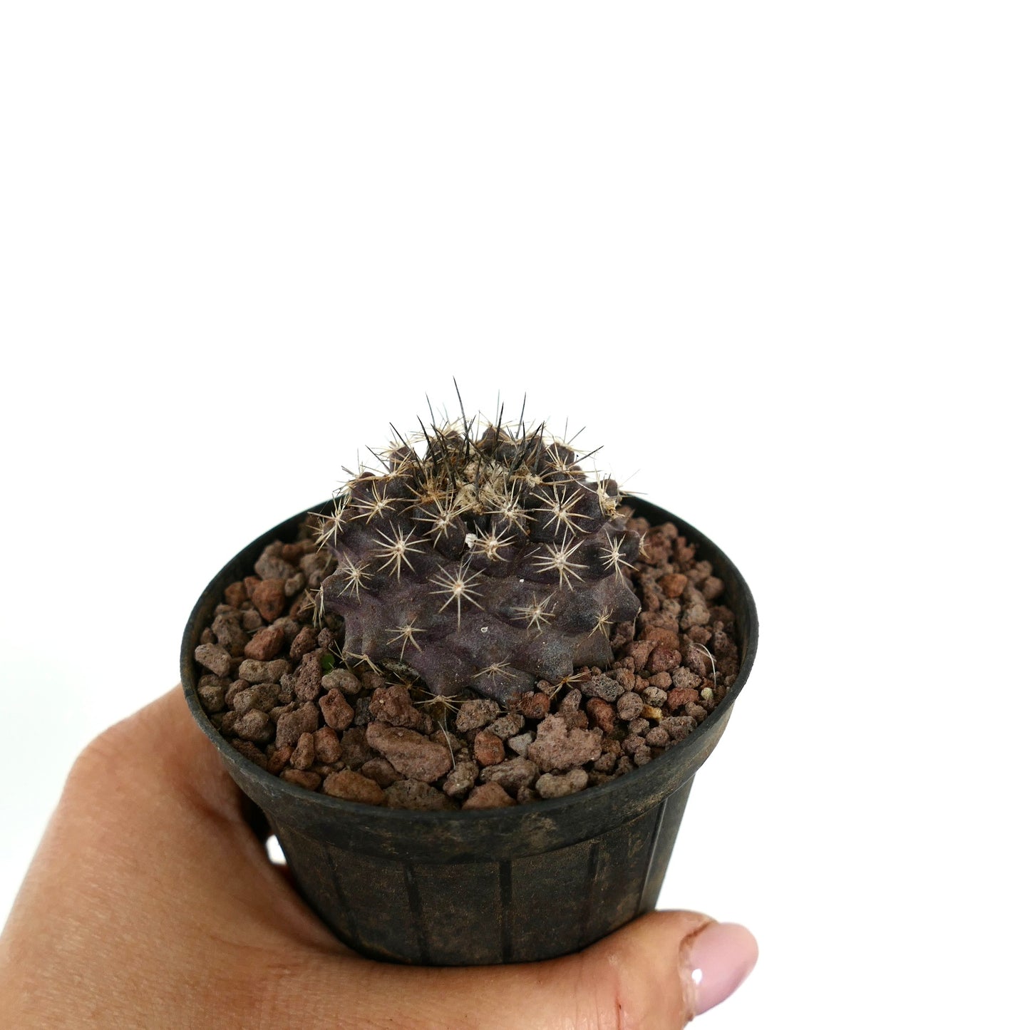Kleiner, dunkelvioletter Kaktus Copiapoa continua x Copiapoa atacamensis mit scharfen Stacheln im Topf