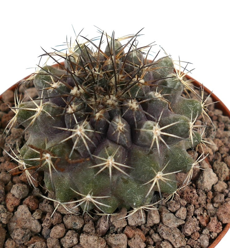 Copiapoa continua x Copiapoa dura seltener Sukkulenten-Kaktus mit dichten dunklen Dornen und geripptem Körper