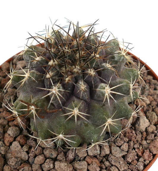 Copiapoa continua x Copiapoa dura seltener Sukkulenten-Kaktus mit dichten dunklen Dornen und geripptem Körper