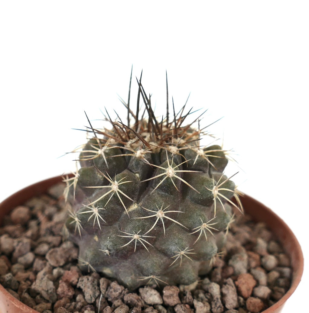 Kleiner dunkelgrüner Kaktus Copiapoa continua x Copiapoa dura mit langen, scharfen Stacheln im Topf