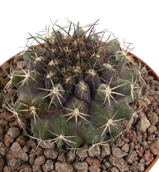 Ibrido Copiapoa | Botanical Archive | Cactus Unico