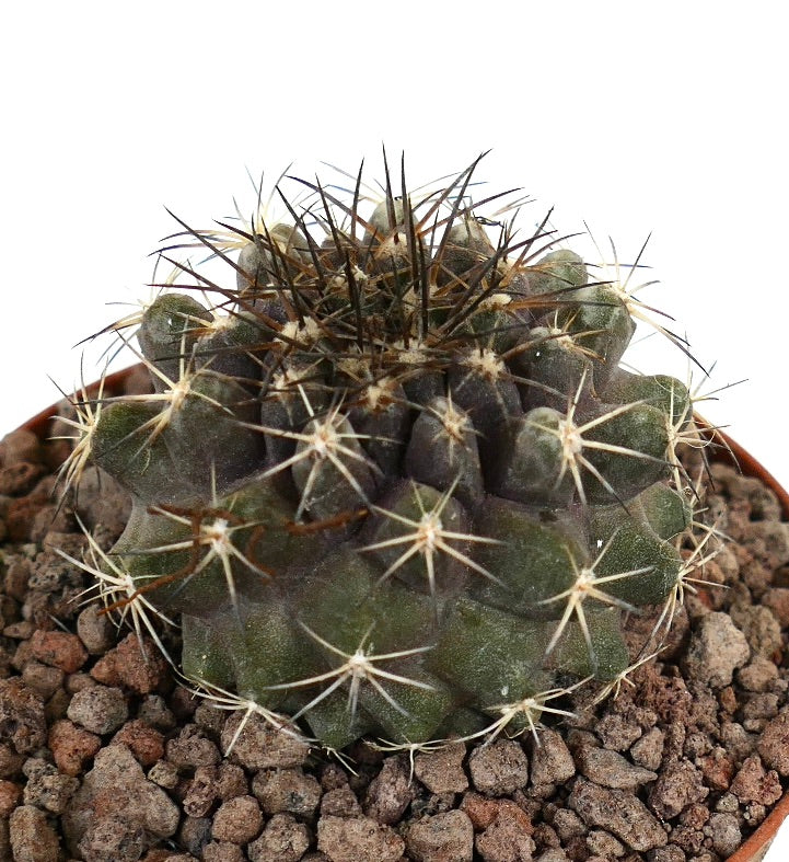 Copiapoa continua x Copiapoa dura seltener Sukkulenten-Kaktus mit dichten, scharfen Stacheln und einem gerippten grünen Körper