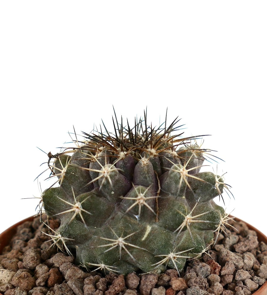 Copiapoa Hybrid | Botanical Archive | Unik kaktushybride