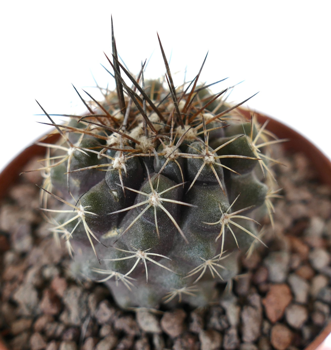 Kleiner Sukkulenten-Kaktus Copiapoa continua x Copiapoa dura mit dunkelgrünem Körper und langen, scharfen Stacheln