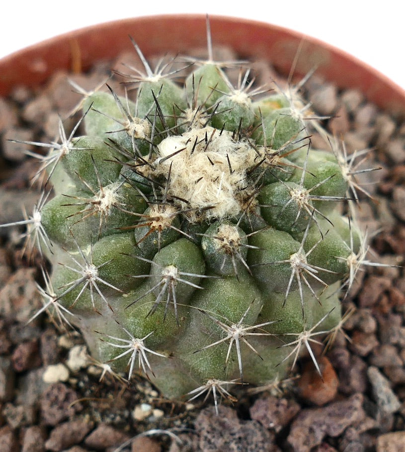 Copiapoa continua x Copiapoa variispinata kleiner grüner Kaktus mit dichtem Stachelkleid und wolligem Zentrum