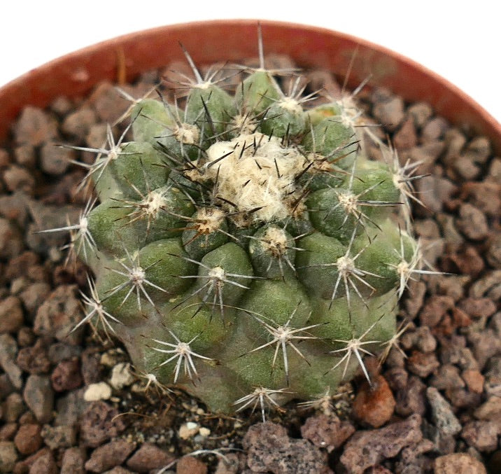Copiapoa continua x Copiapoa variispinata kleiner Sukkulenten-Kaktus mit dichten Dornen und wolligem Zentrum