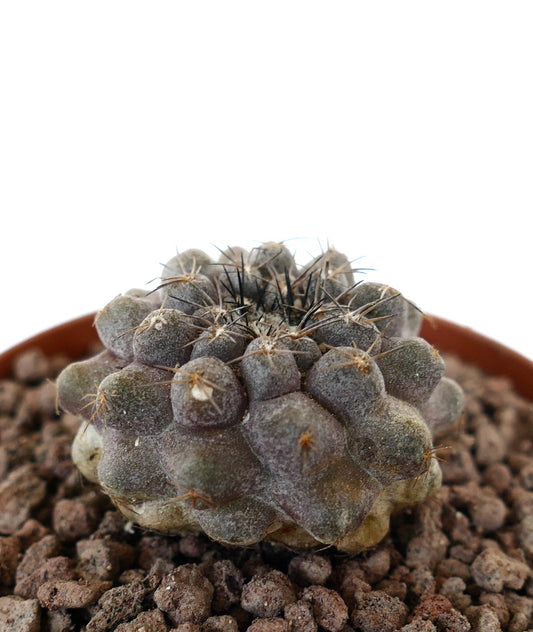 Copiapoa continua x cinerea sjelden sukkulent kaktus med klynger av knoller og mørke pigger