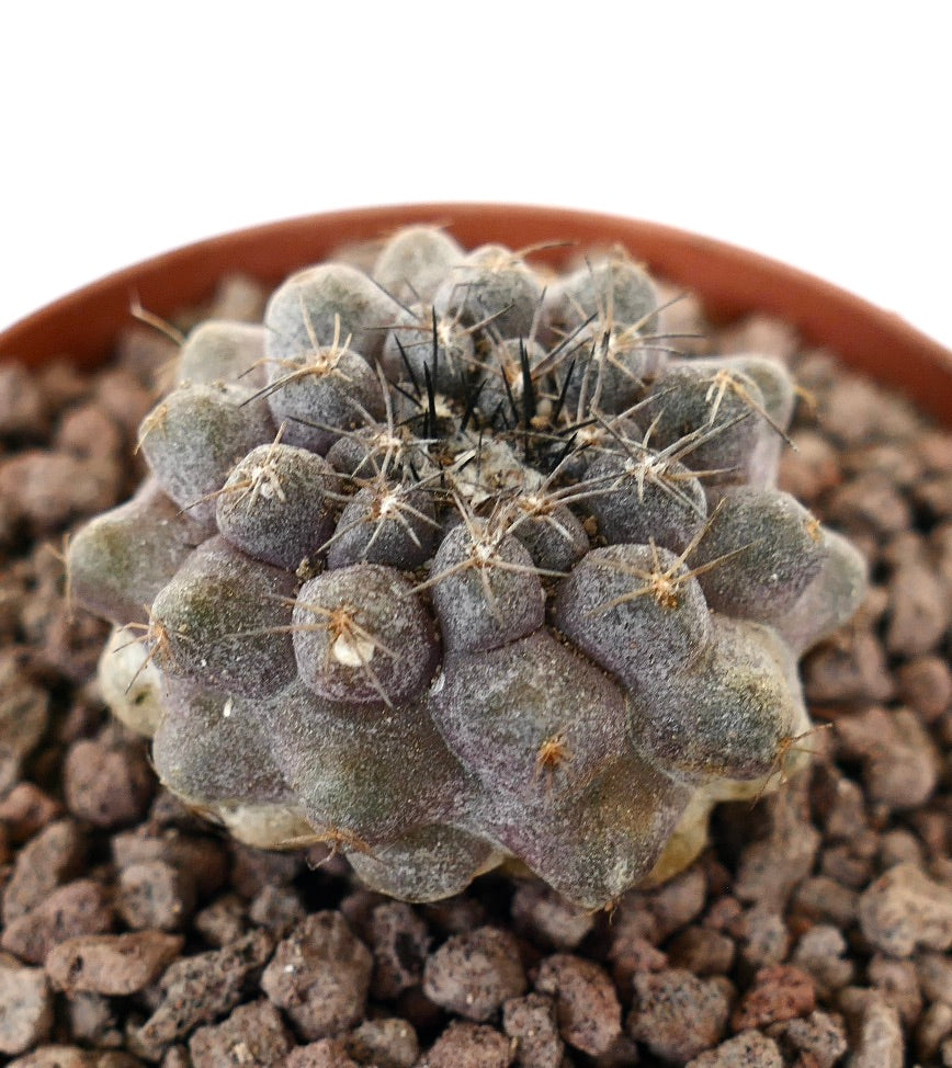 Copiapoa continua x cinerea rare succulent cactus with clustered tubercles and thin spines