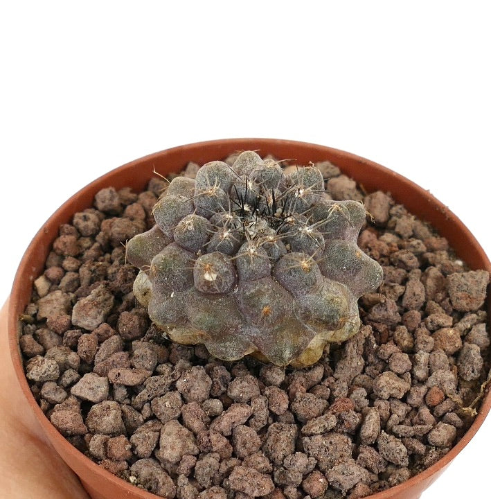 Copiapoa continua x cinerea rare succulent cactus with dark spines and textured tubercles