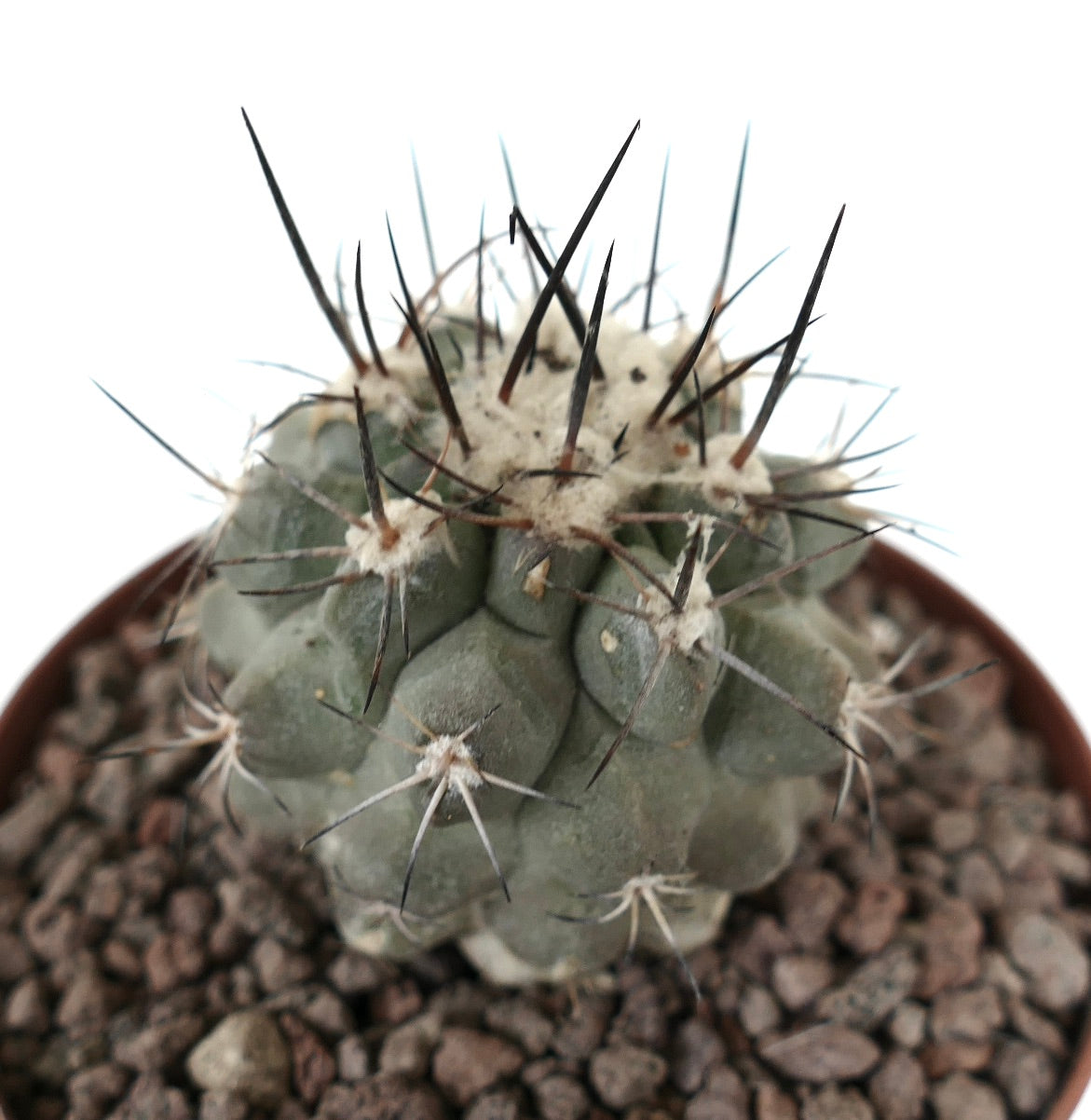 Copiapoa continua x cinerea Sukkulente Kaktee mit dichten langen dunklen Stacheln und abgerundeten Tuberkeln im Topf
