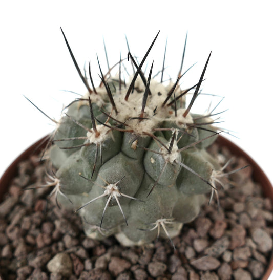Copiapoa continua x cinerea Sukkulente Kaktee mit dichten langen dunklen Stacheln und abgerundeten Tuberkeln im Topf