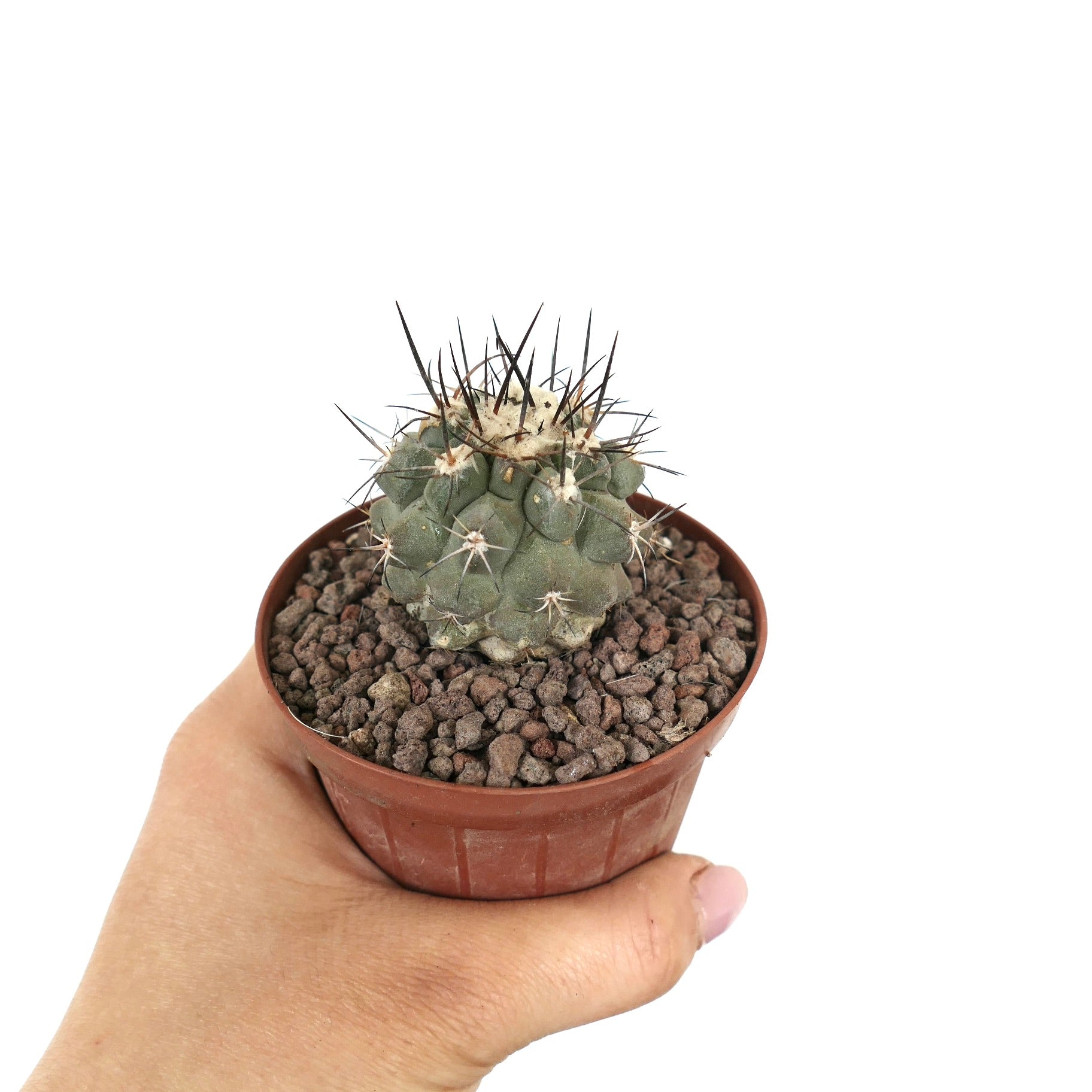 Copiapoa continua x cinerea kleiner Sukkulenten-Kaktus mit langen dunklen Dornen im Topf