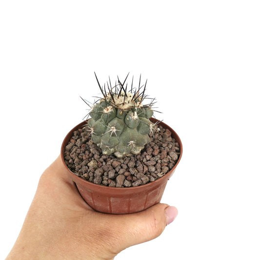 Copiapoa continua x cinerea kleiner Sukkulenten-Kaktus mit langen dunklen Dornen im Topf