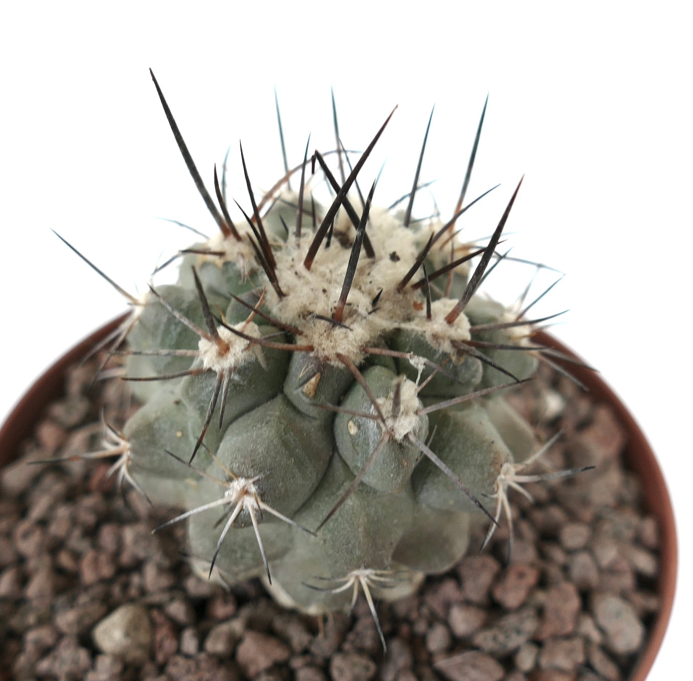 Copiapoa continua x cinerea Sukkulente Kaktee mit langen dunklen Dornen und wolligen Areolen im Topf
