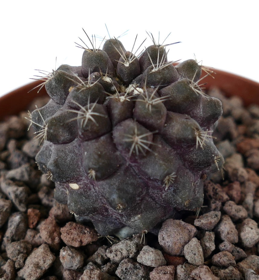Copiapoa continua x griseoviolacea seltener dunkelvioletter Kaktus mit kurzen Stacheln und strukturierter Oberfläche