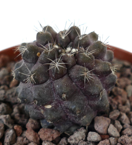 Copiapoa continua x griseoviolacea seltener dunkler Sukkulenten-Kaktus mit kurzen Stacheln und strukturierter Oberfläche