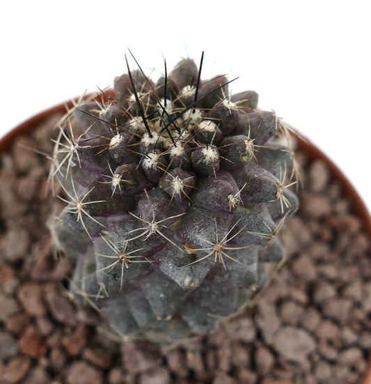 Copiapoa continua x humilis sjelden mørk sukkulent kaktus med korte torner og teksturert overflate