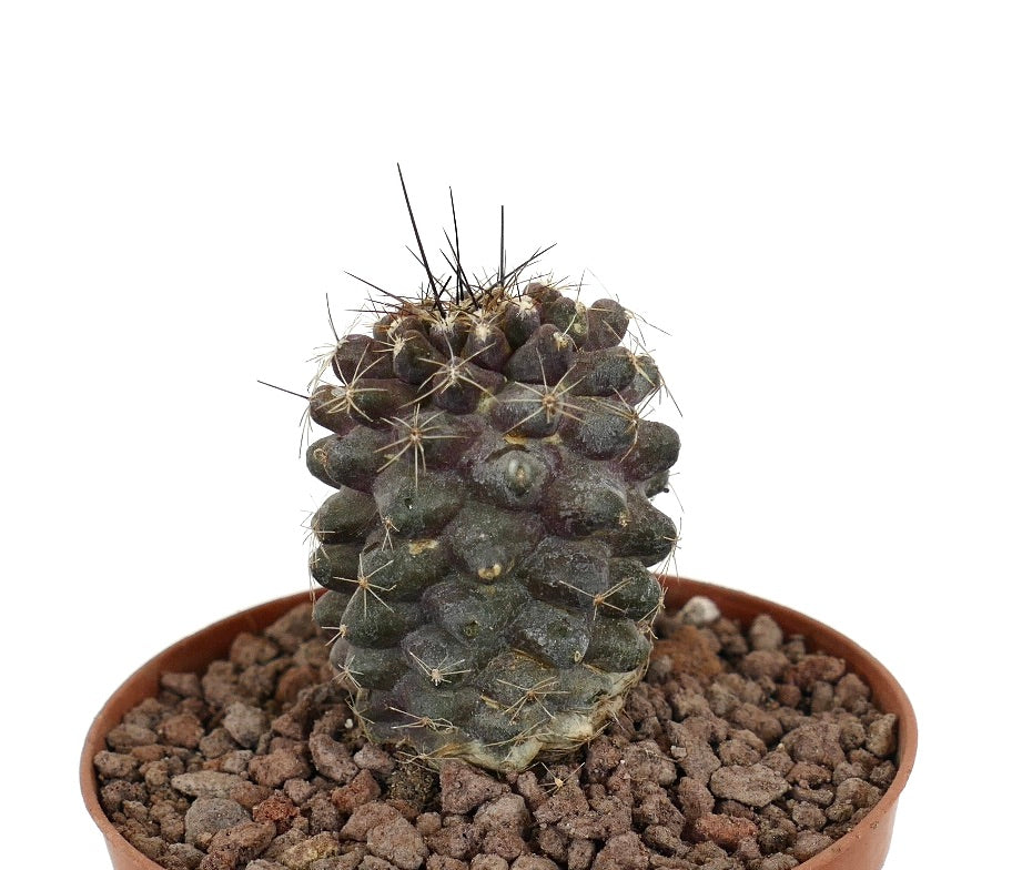 코피아포아 콘티누아 x 휴밀리스 다육 선인장, 어두운 회색 결절과 짧은 가시가 있는 화분 식물