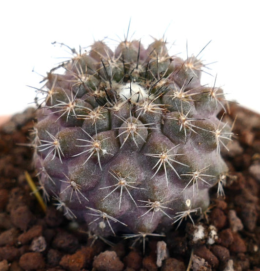 Copiapoa continua x humilis succulent cactus with short spines and purple-green body
