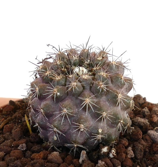 Copiapoa continua x humilis rare succulent cactus with short spines and rounded form in soil