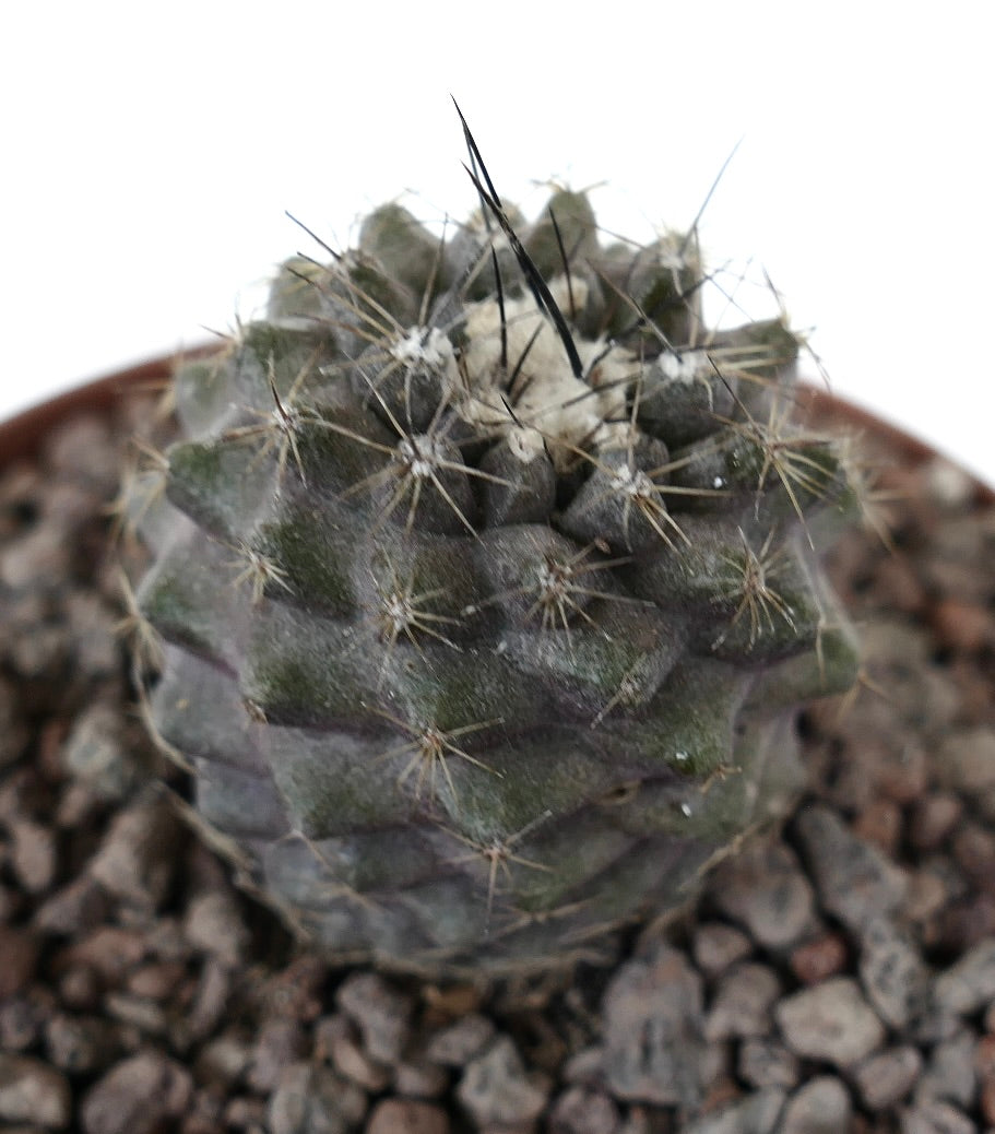 Copiapoa contiunua x Copiapoa longispina kleiner dunkelgrüner Kaktus mit auffälligen Stacheln und strukturierten Rippen