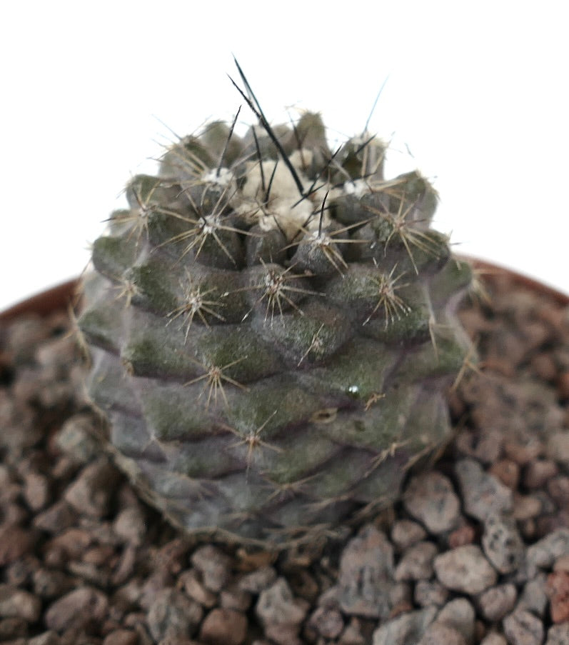 Kleiner, runder Kaktus Copiapoa contiunua x Copiapoa longispina mit dichten Dornen und strukturierter grüner Oberfläche