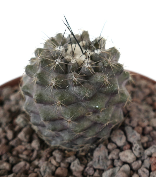 Kleiner, runder Kaktus Copiapoa contiunua x Copiapoa longispina mit dichten Dornen und strukturierter grüner Oberfläche