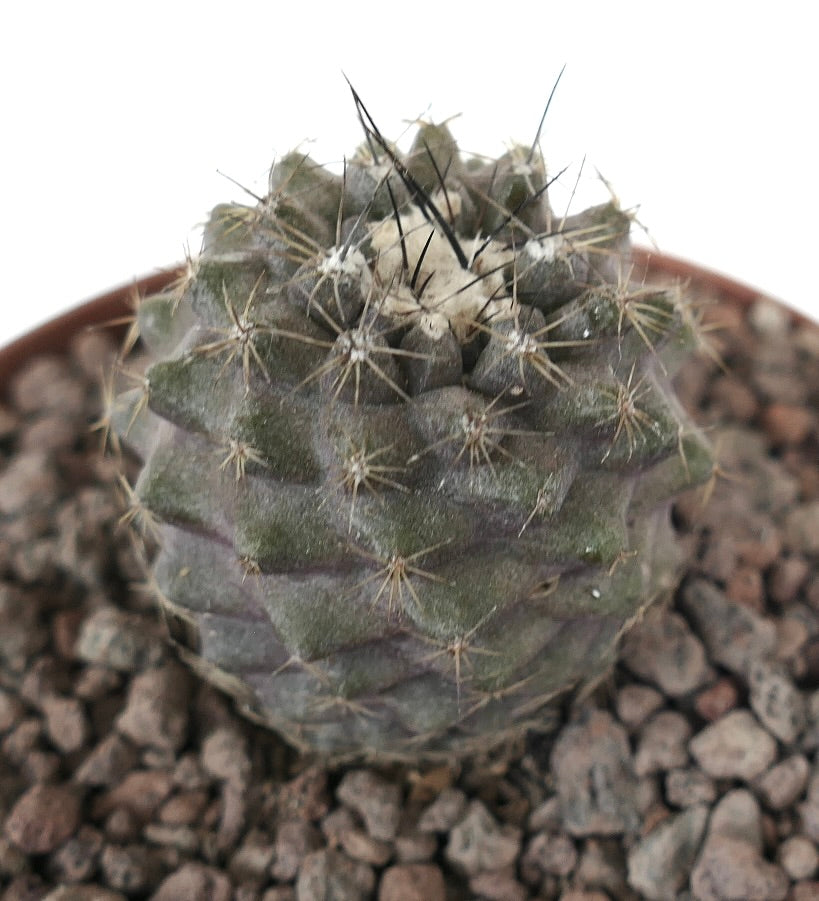 Copiapoa contiunua x Copiapoa longispina kleine runde sukkulente Kaktee mit dunklen Stacheln und strukturierter Oberfläche