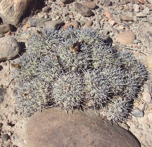 Copiapoa coquimbana SEEDS