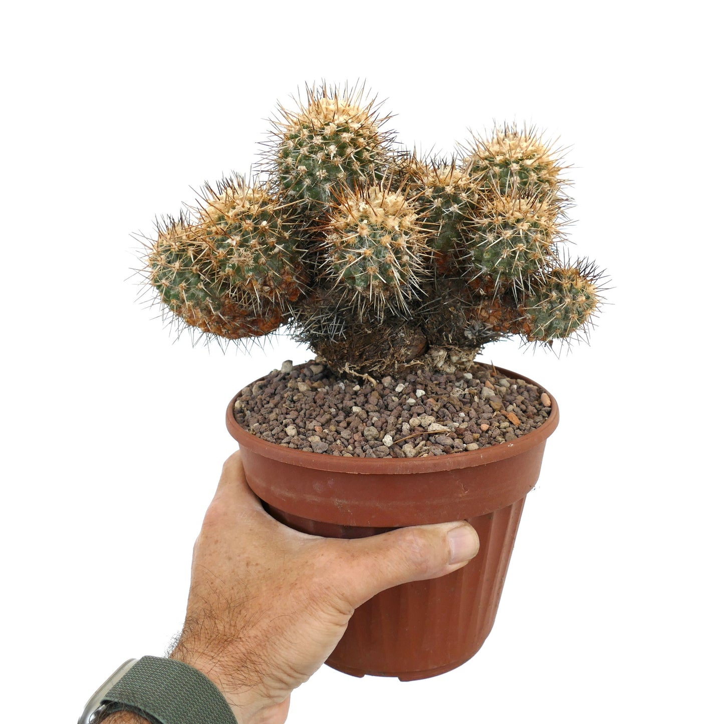 Copiapoa coquimbana BIG OLD CULSTER H9