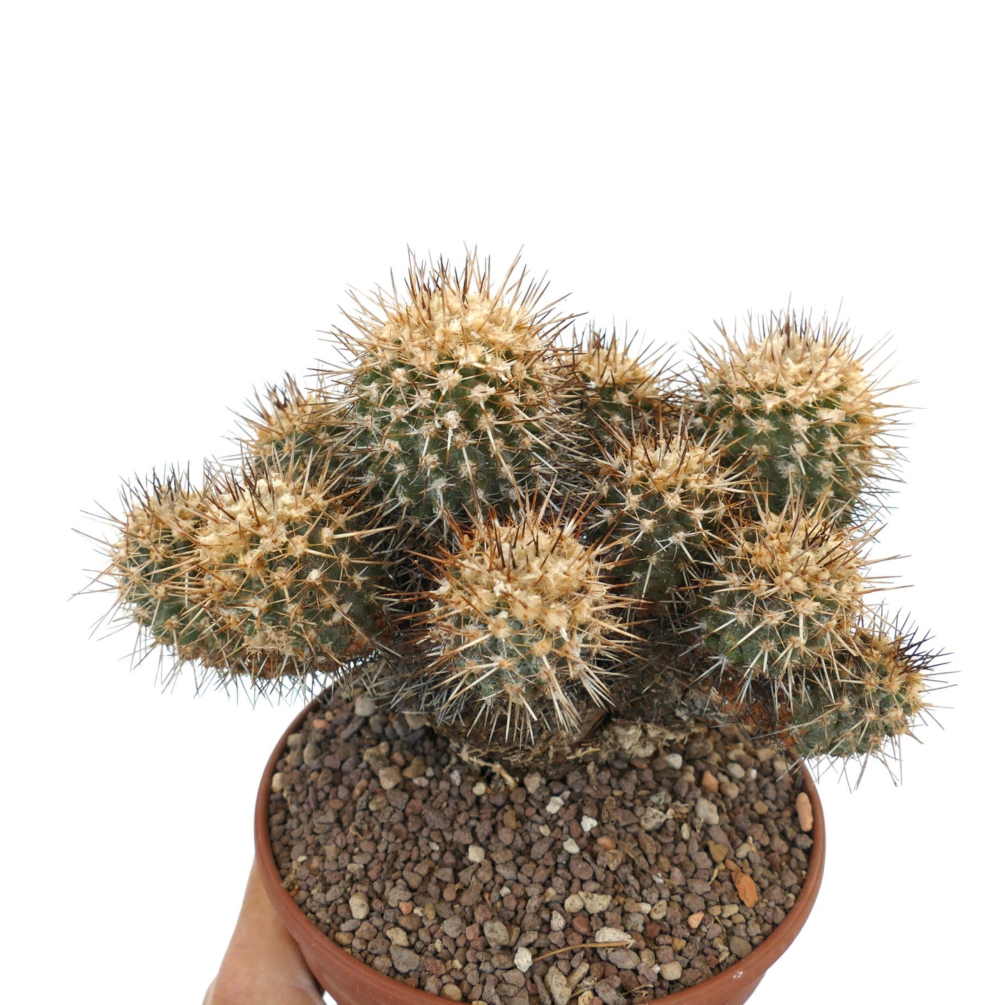 Copiapoa coquimbana BIG OLD CULSTER H9