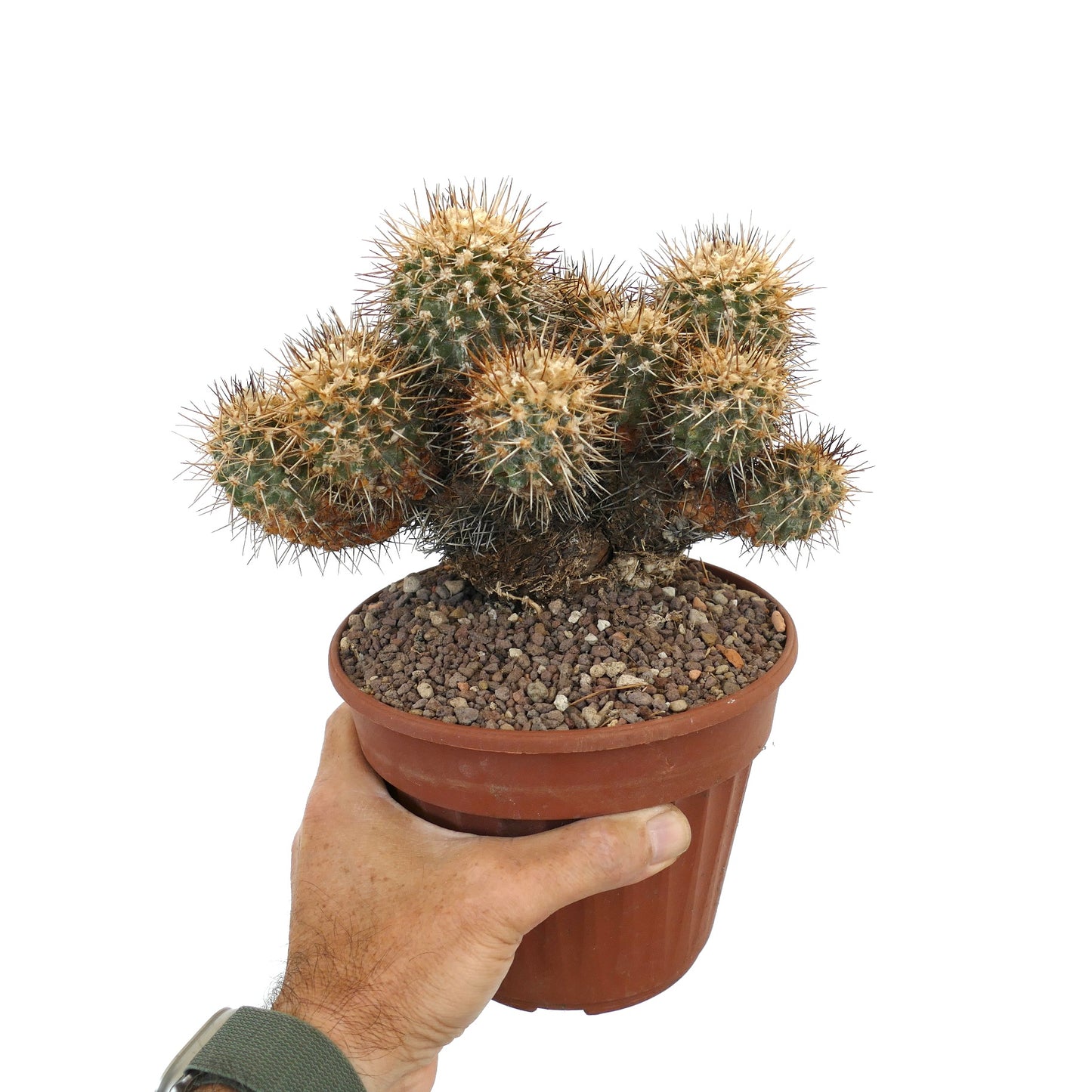 Copiapoa coquimbana BIG OLD CULSTER H9