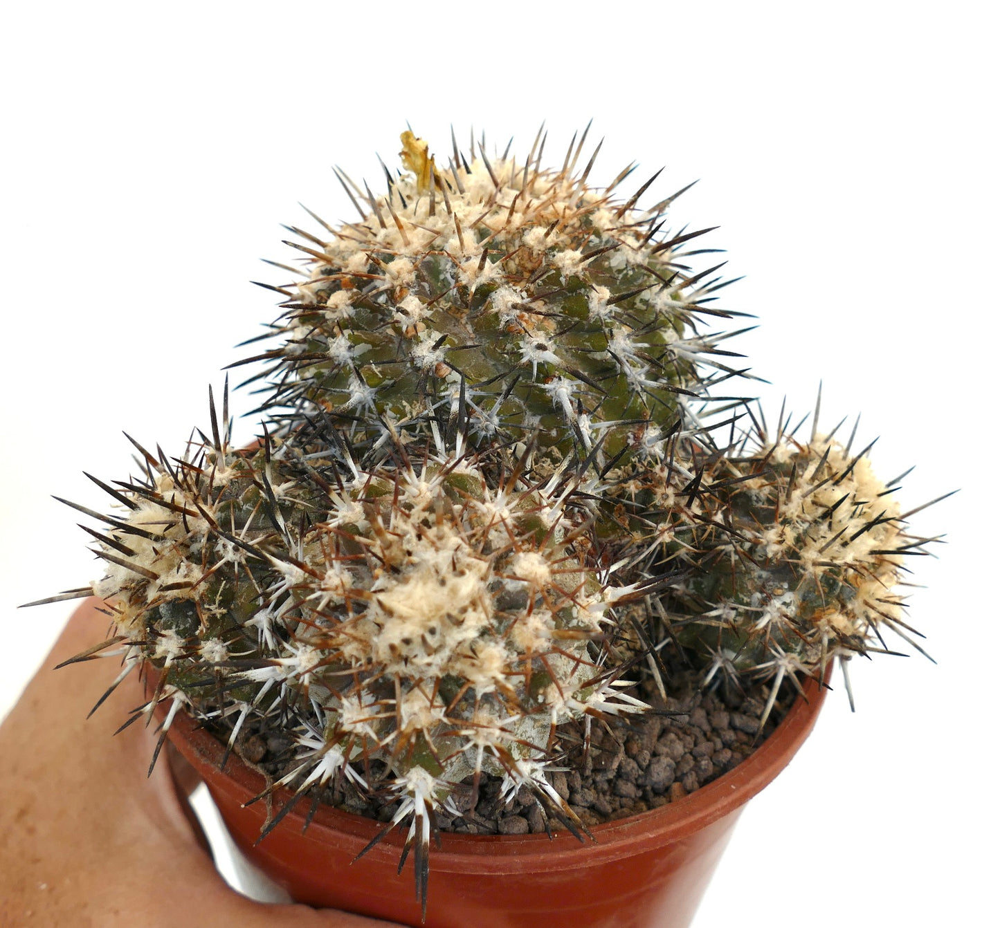 Copiapoa coquimbana OLD CULSTER KY2